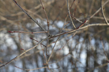 Close up of bare tree branches against white snowy background         