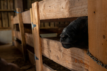 Gros plan sur des moutons dans une ferme, capturant les détails de leur laine et l’ambiance rustique et authentique de la vie rurale.