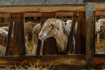 Gros plan sur des moutons dans une ferme, capturant les détails de leur laine et l’ambiance rustique et authentique de la vie rurale.