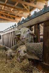 Gros plan sur des moutons dans une ferme, capturant les détails de leur laine et l’ambiance rustique et authentique de la vie rurale.