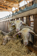 Gros plan sur des moutons dans une ferme, capturant les détails de leur laine et l’ambiance rustique et authentique de la vie rurale.