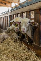 Gros plan sur des moutons dans une ferme, capturant les détails de leur laine et l’ambiance rustique et authentique de la vie rurale.