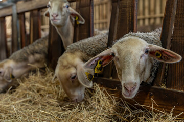 Gros plan sur des moutons dans une ferme, capturant les détails de leur laine et l’ambiance rustique et authentique de la vie rurale.