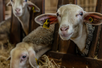 Gros plan sur des moutons dans une ferme, capturant les détails de leur laine et l’ambiance rustique et authentique de la vie rurale.