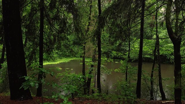 Intensywny opad deszczu z panoramą leśnego akwenu