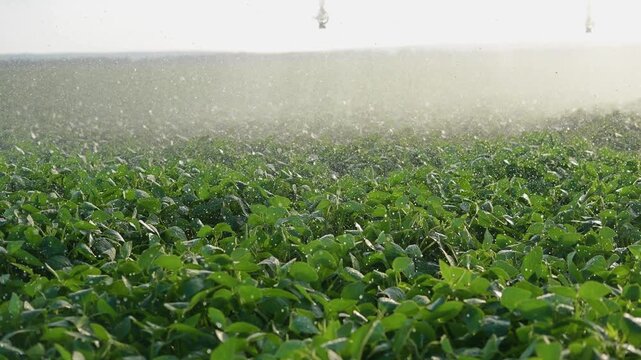 Green leaves are refreshed by water sprinkling over the green field. Sunlight illuminates the green leaves, highlighting the lush green field and its vibrant growth.