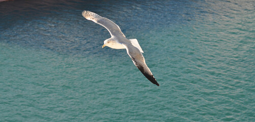 Flying seagull over the blue sea, marine bird