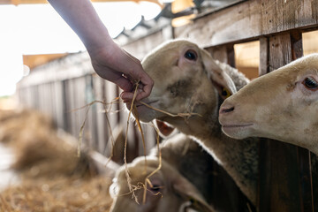 Gros plan sur des moutons dans une ferme, capturant les détails de leur laine et l’ambiance rustique et authentique de la vie rurale.
