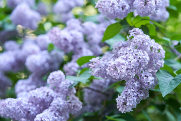 Blooming lilac bushes with lush green leaves in a sunlit garden setting during springtime.