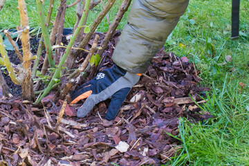 Close-up of a rose bush being mulched with its prickly stems trimmed. Green lawn grass and dark, loose soil are visible in the background.