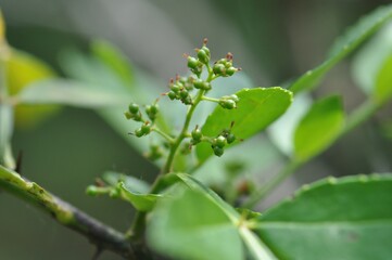 Zanthoxylum coreanum is an endemic deciduous shrub native to Korea, growing in coastal valleys. It features glossy aromatic leaves, thick spines, and a distinctive fragrance. Photographed in Korea.