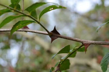 Zanthoxylum coreanum is an endemic deciduous shrub native to Korea, growing in coastal valleys. It features glossy aromatic leaves, thick spines, and a distinctive fragrance. Photographed in Korea.