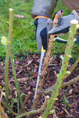 Close-up of gardening work, where a person is pruning a thick branch of a rose bush using a small handsaw. The base of the bush is covered with bark mulch. Green lawn is visible in the background.

