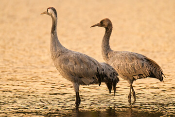 Kraniche in Brandenburg