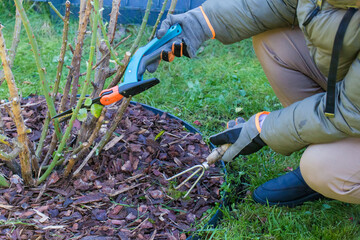 Obraz premium A close-up shot from above shows garden shears with bright turquoise-orange handles being used to trim the grass along the border between a green lawn and a flowerbed.