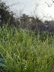 dew on grass 