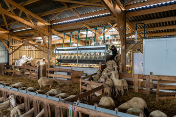 Vue sur les brebis se dirigeant vers la machine à traire dans une ferme, illustrant le moment de la traite mécanique et l’organisation d’un élevage moderne.