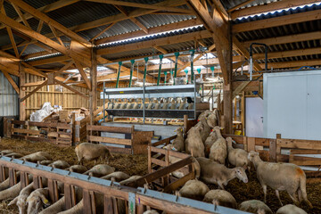 Vue sur les brebis se dirigeant vers la machine à traire dans une ferme, illustrant le moment de la traite mécanique et l’organisation d’un élevage moderne.