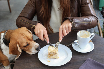 Beagle dog intently watches owner eat cake at outdoor cafe