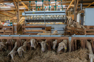 Vue sur les brebis se dirigeant vers la machine à traire dans une ferme, illustrant le moment de la traite mécanique et l’organisation d’un élevage moderne.