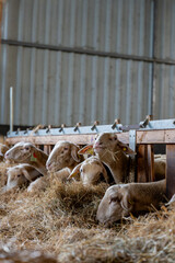 Gros plan sur des moutons dans une ferme, capturant les détails de leur laine et l’ambiance rustique et authentique de la vie rurale.