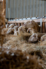 Gros plan sur des moutons dans une ferme, capturant les détails de leur laine et l’ambiance rustique et authentique de la vie rurale.