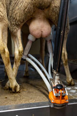 Gros plan sur la traite mécanique des brebis dans une ferme, montrant le fonctionnement de la machine à traire et le savoir-faire agricole moderne.