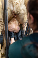 Gros plan sur la traite mécanique des brebis dans une ferme, montrant le fonctionnement de la machine à traire et le savoir-faire agricole moderne.