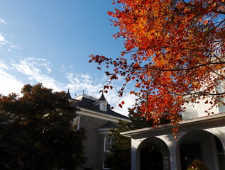 Blue Sky, Autumn Leaves and Architectural Detail