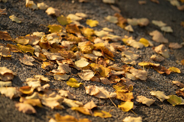 fallen autumn leaves