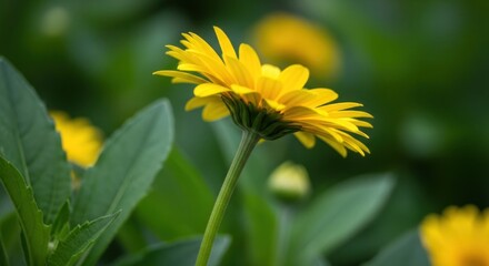 Obraz premium Close-up of a bright yellow flower with slender petals, angled against soft green