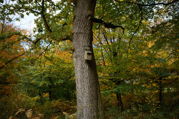 Bird box on a pine tree in the autumn woodland © Paul