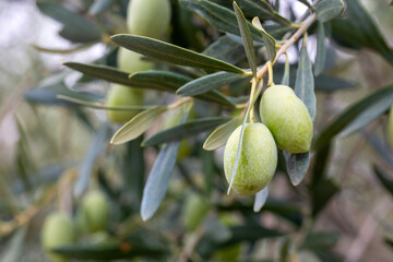 Green olives in olive tree before harvest.