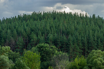Pine forest outside the city