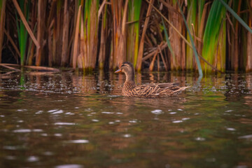 Wild Duck Swimming Alone In Swamp In Wild