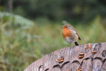 Rouge-gorge familier posé sur un panneau en bois au milieu de la végétation.