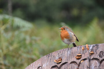 Rouge-gorge familier en train de communiquer le bec ouvert, sur un panneau en bois au milieu de la végétation.