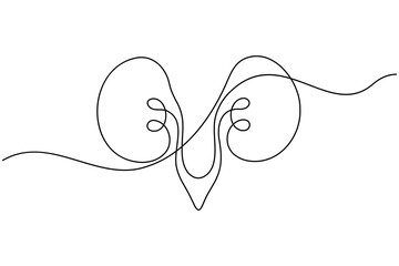 Human kidney anatomy continuous one line drawing on white background minimalist internal organ outline vector illustration