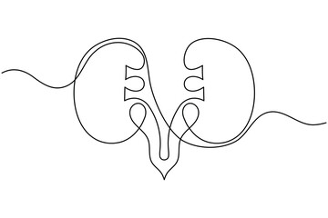 Human kidney anatomy continuous one line drawing on white background minimalist internal organ outline vector illustration