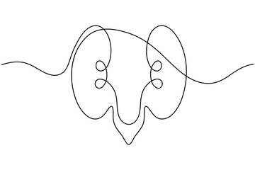 Human kidney anatomy continuous one line drawing on white background minimalist internal organ outline vector illustration