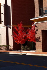 Young Maples and Buildings in City of Fredericksburg