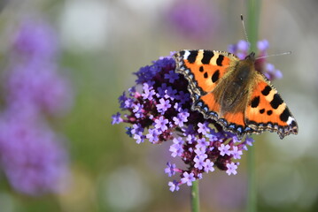 Papillon orange, tacheté de jaune, noir et blanc, posé sur une fleur violette.