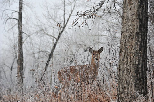 white tail deer hidden in the winter forest at city park - Powered by Adobe