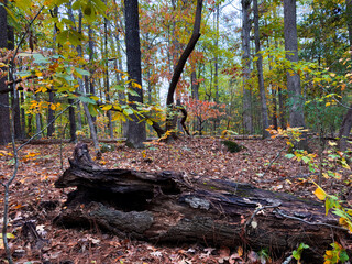 Fallen dead and rotting tree in the forest in the fall