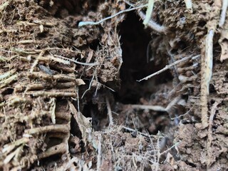 Dark Soil Texture Rich in Root Fiber and Organic Matter with Small Cavities