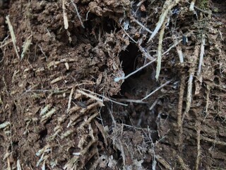 Dark Soil Texture Rich in Root Fiber and Organic Matter with Small Cavities