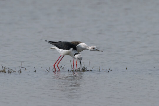Mating black-winged stilts in shallow water at Bhigwan in Maharashtra, India