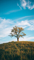 Obraz premium lonely tree in the field