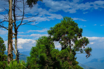 Obraz premium Pine trees,Chir Pine Pinus roxburghii and blue sky at Tarey Bhir point, tourist spot,Sikkim,India.Long path on the hills,viewpoint at the end of the edge,tourists get nice view of Himalayan mountains.