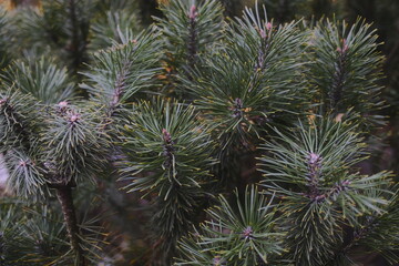 Green needles grow thickly on the branches of a dense Pine tree.